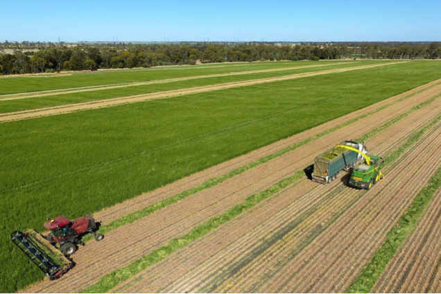 Lizzy Wunsch_Warra barley crops_long
