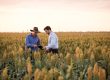 Dan in Farmer Stuart's barley crop