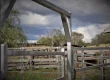 cattle yard