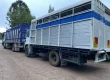 cattle truck transport