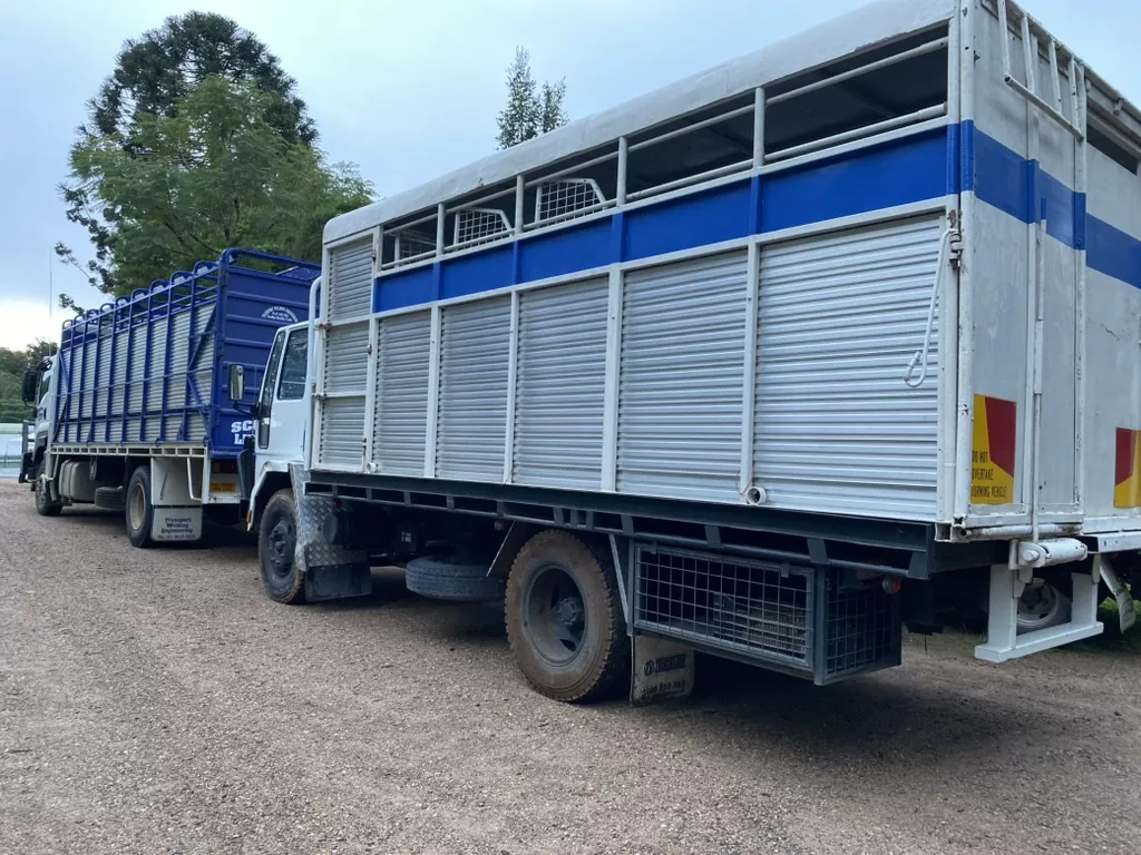 cattle truck transport